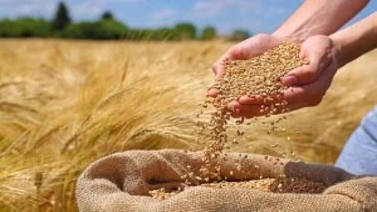 پرداخت بیمه خسارات بخش کشاورزی کاهشی شد